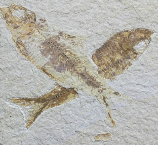 Two Fossil Fish (Knightia) - Wyoming #59826